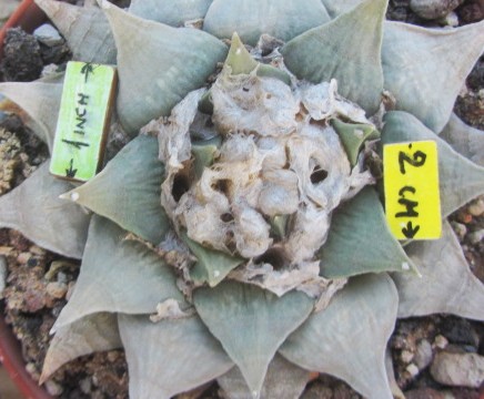 Ariocarpus <br>retusus furfuraces