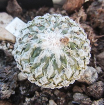 Encephalocarpus <br>strobiliformis 