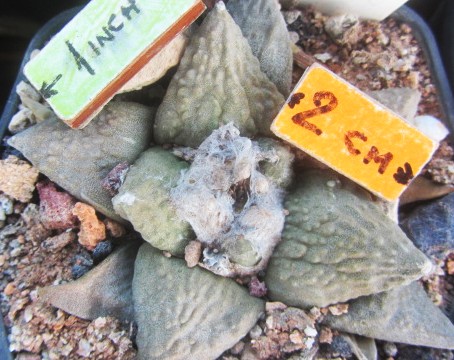 Ariocarpus <br>cauliflower furfuraceus