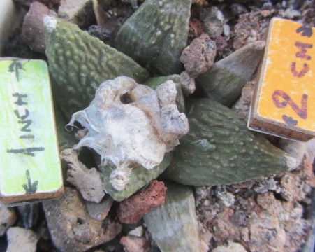 Ariocarpus <br>cauliflower  furfuraces