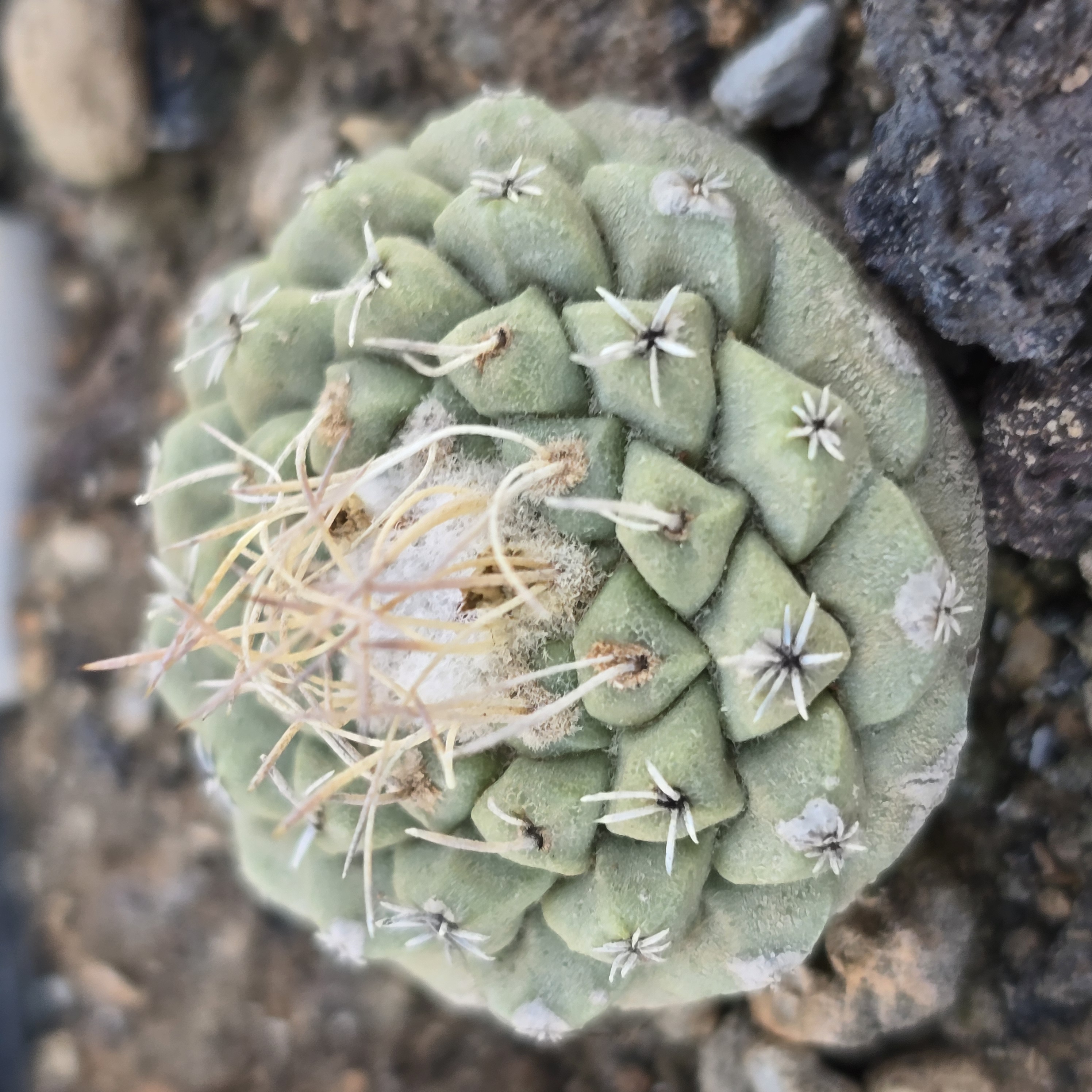 Strombocactus <br>disciformis