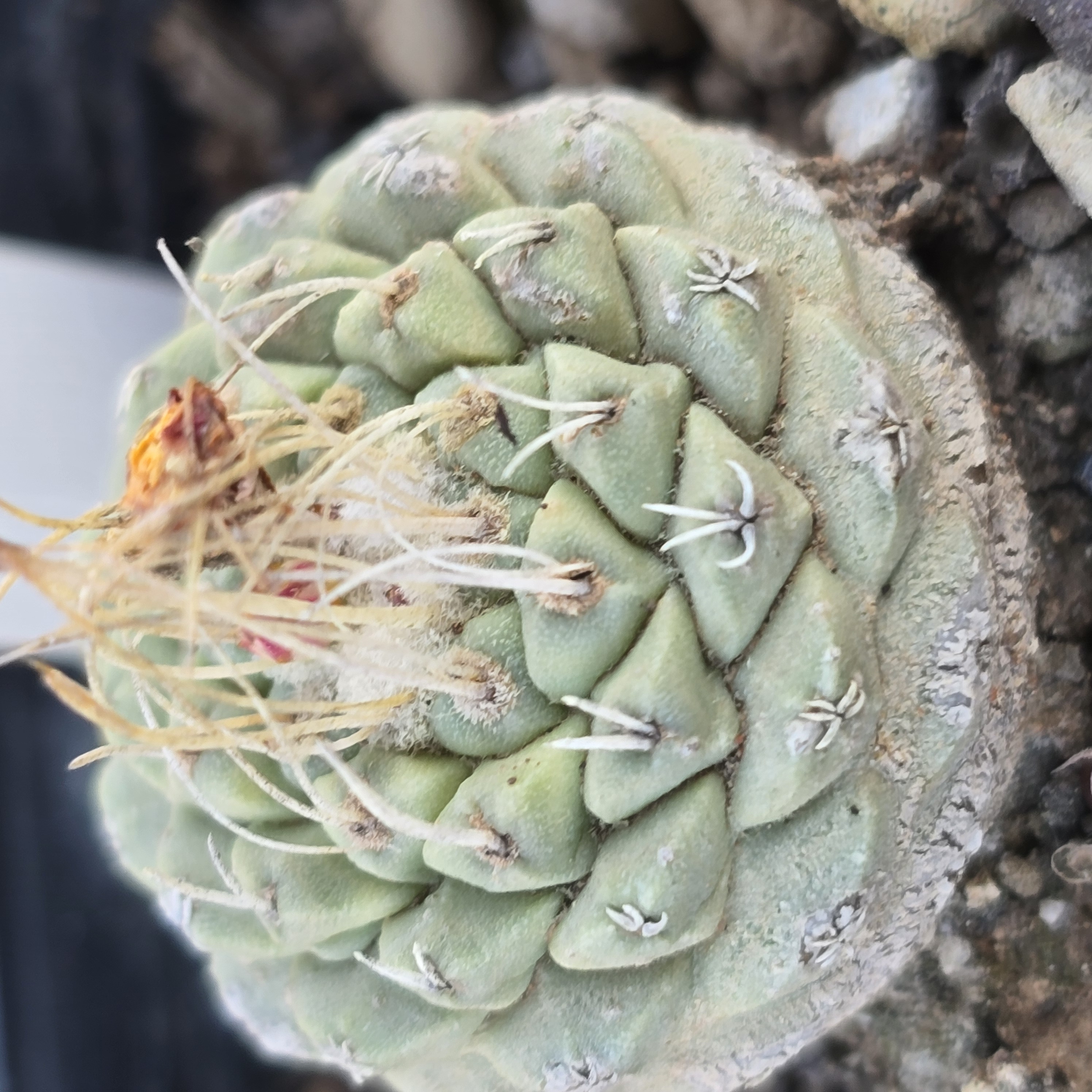 Strombocactus <br>disciformis