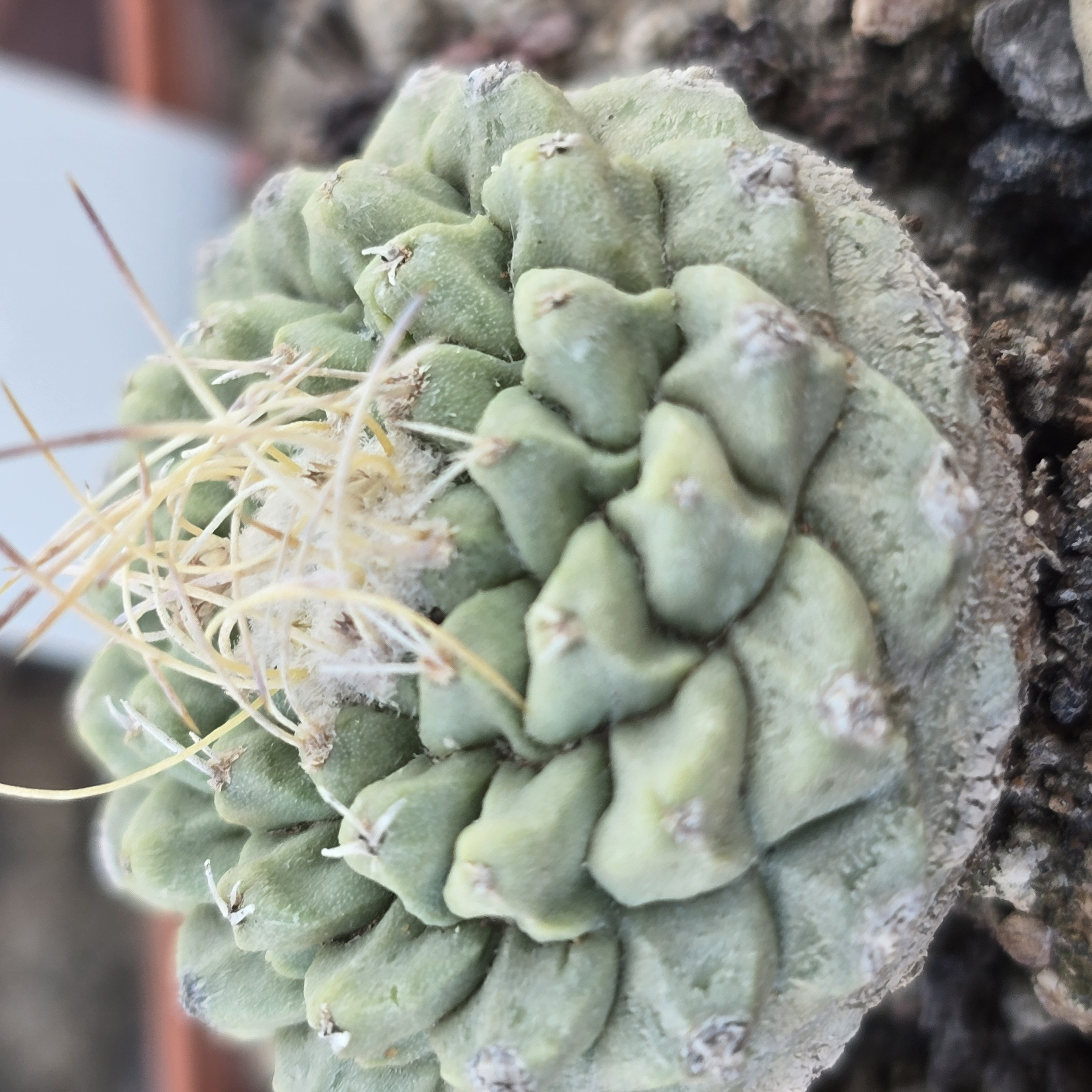 Strombocactus <br>disciformis