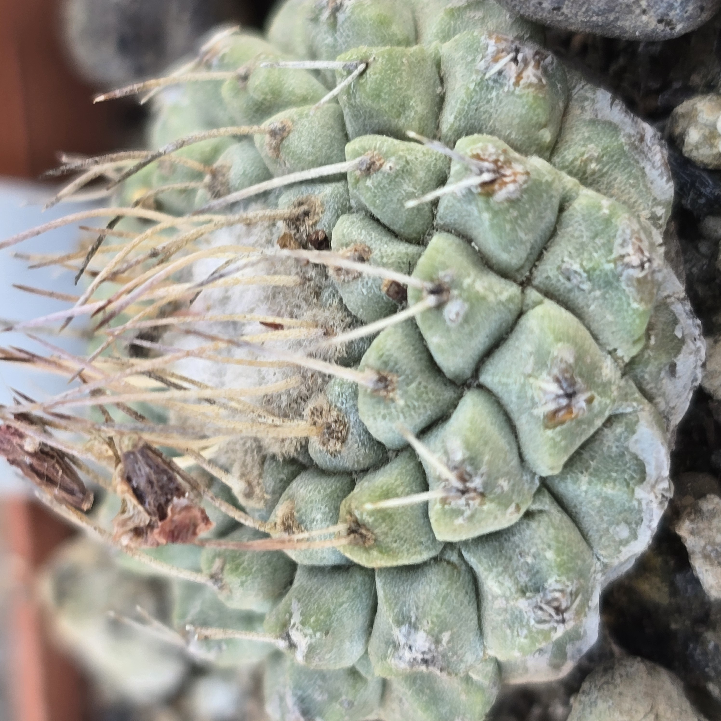 Strombocactus <br>disciformis