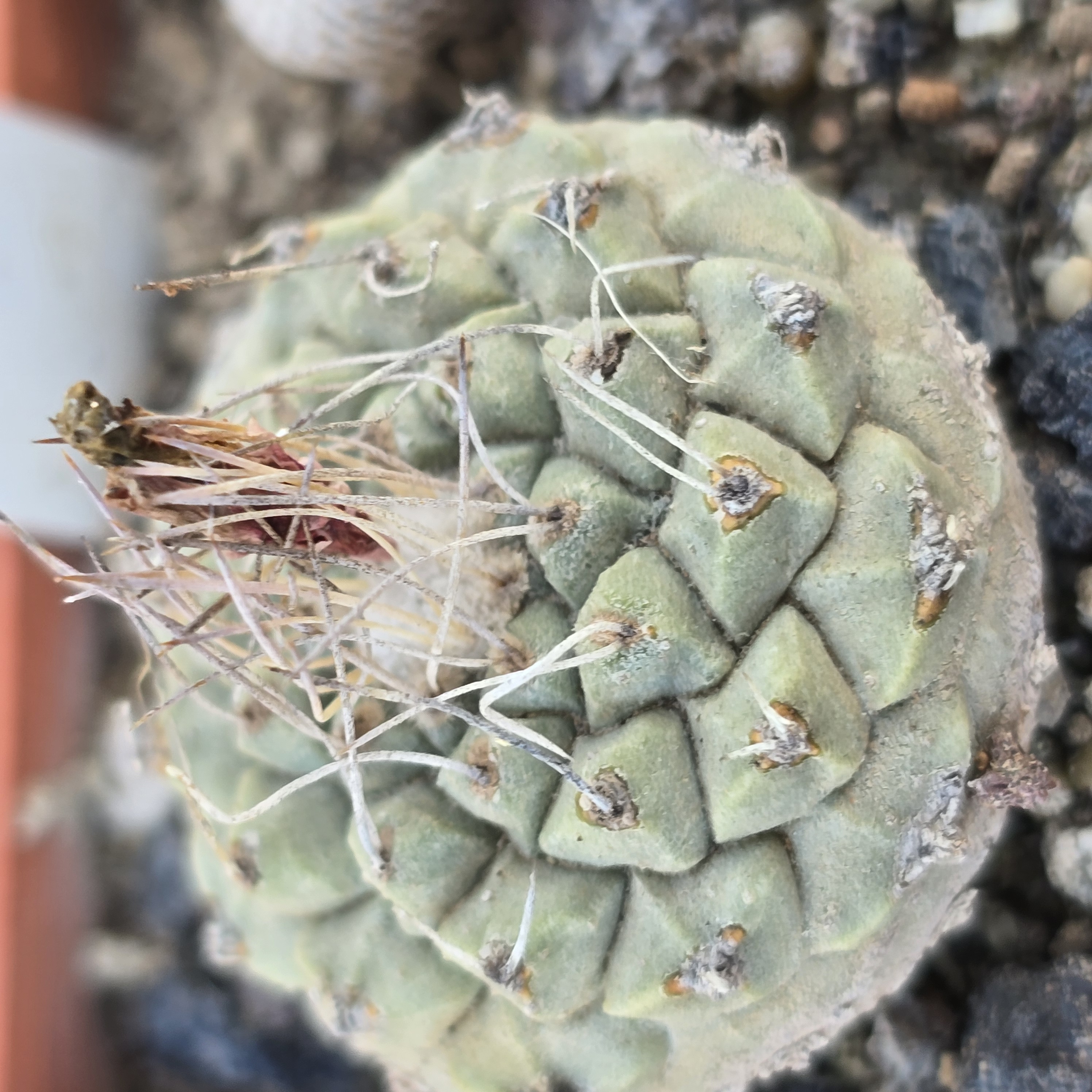 Strombocactus <br>disciformis