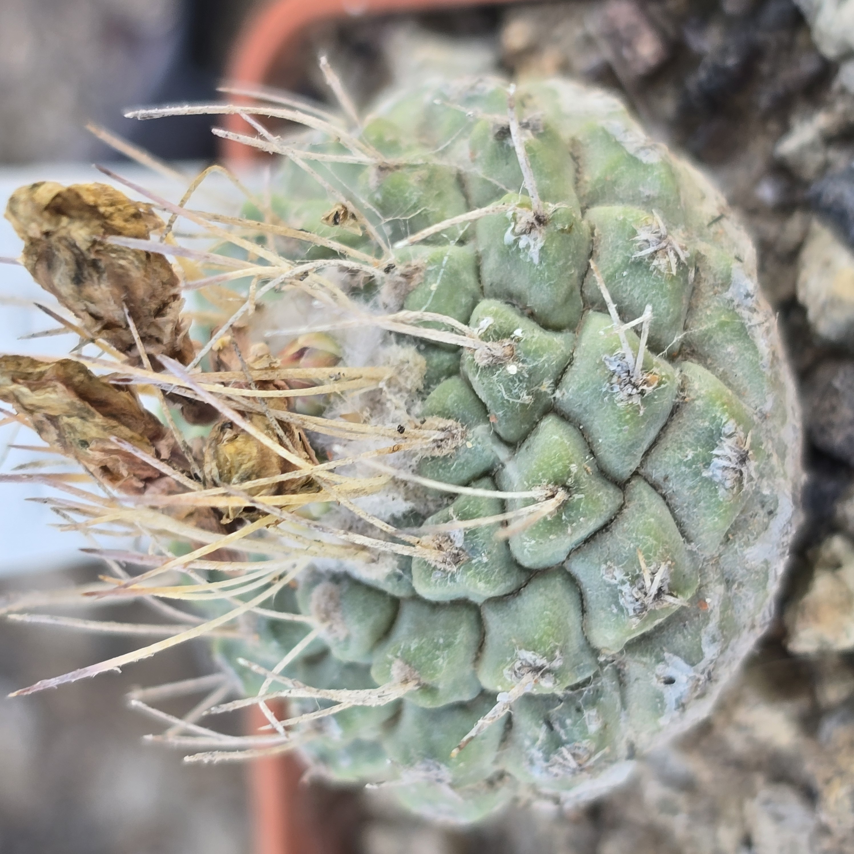 Strombocactus <br>disciformis