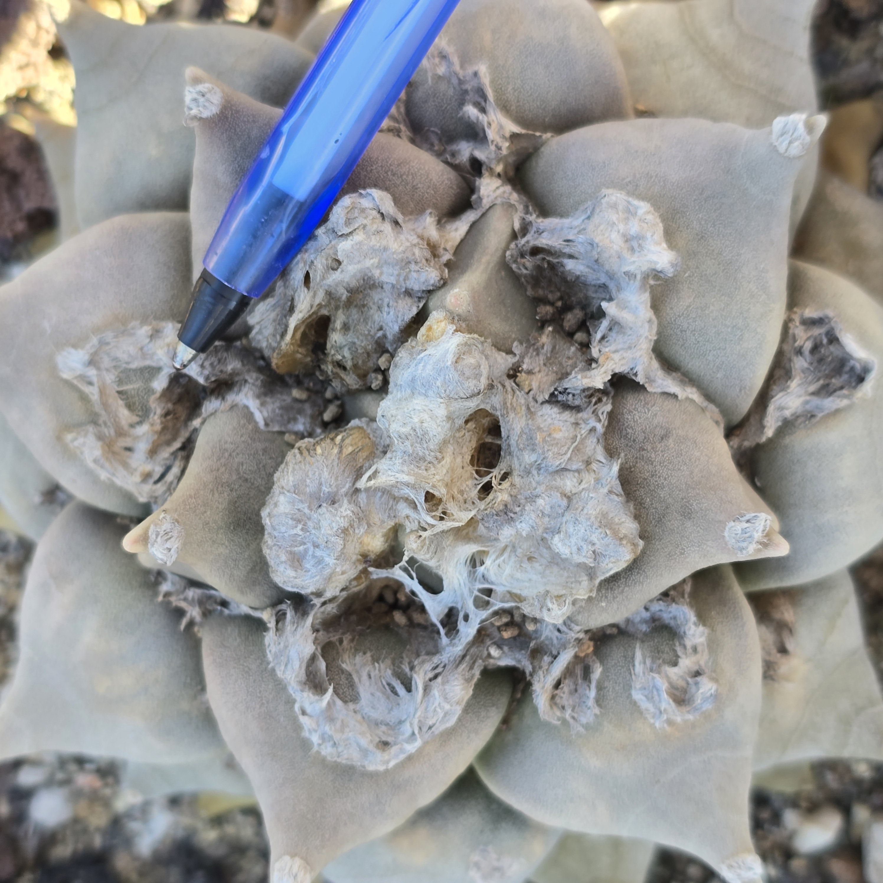 Ariocarpus <br>retusus furfuraces