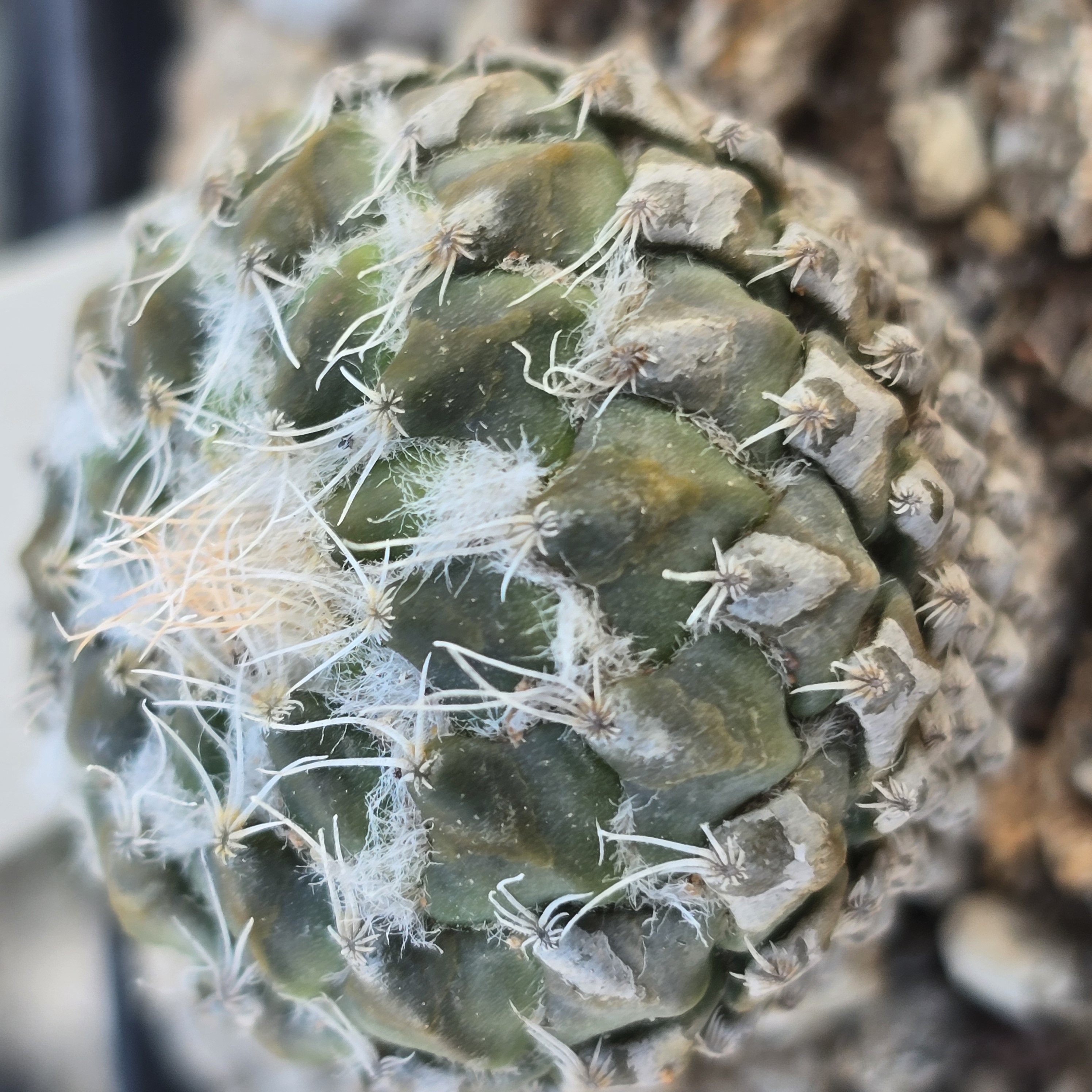 Encephalocarpus <br>strobiliformis 