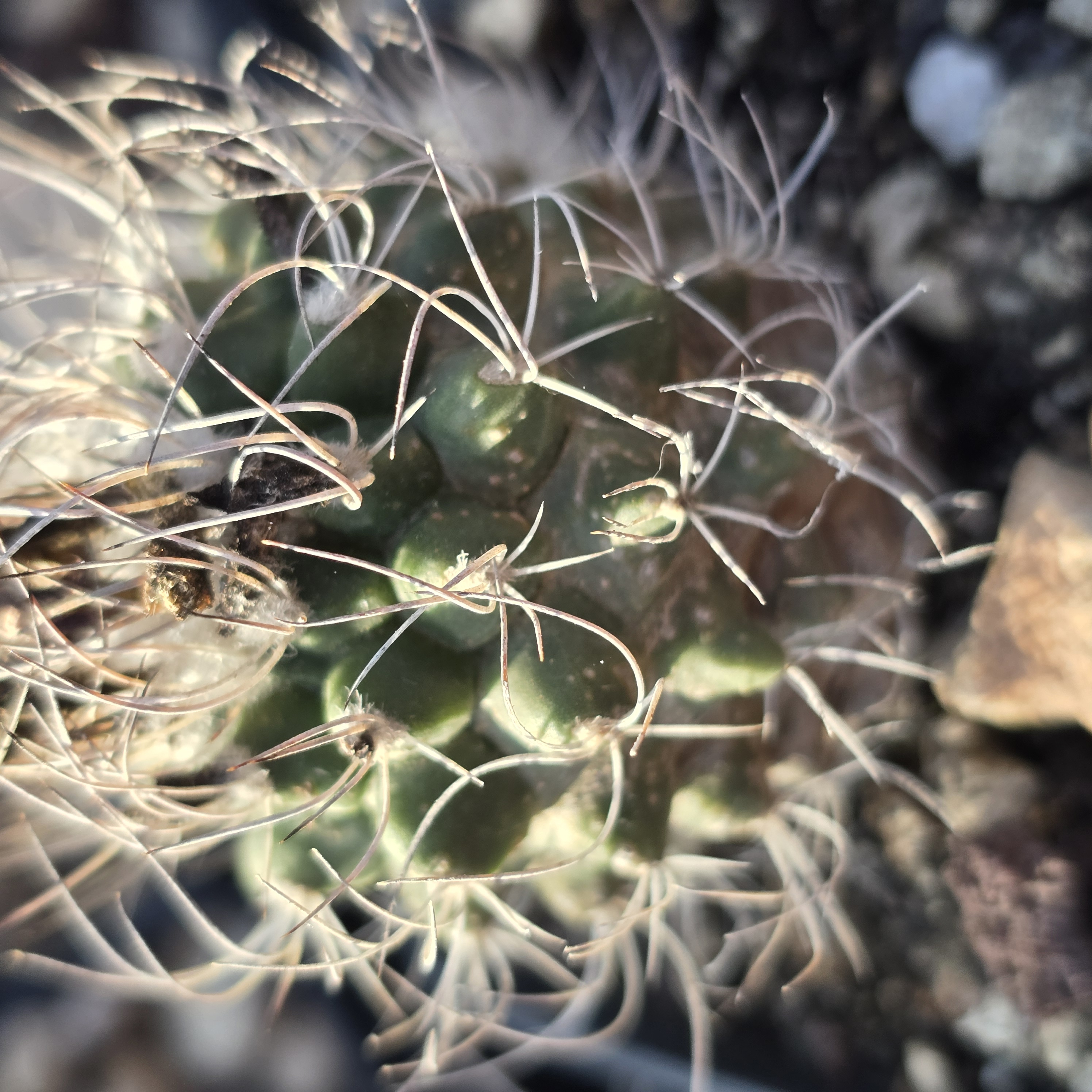 Turbinicarpus <br>krainzianus minimus