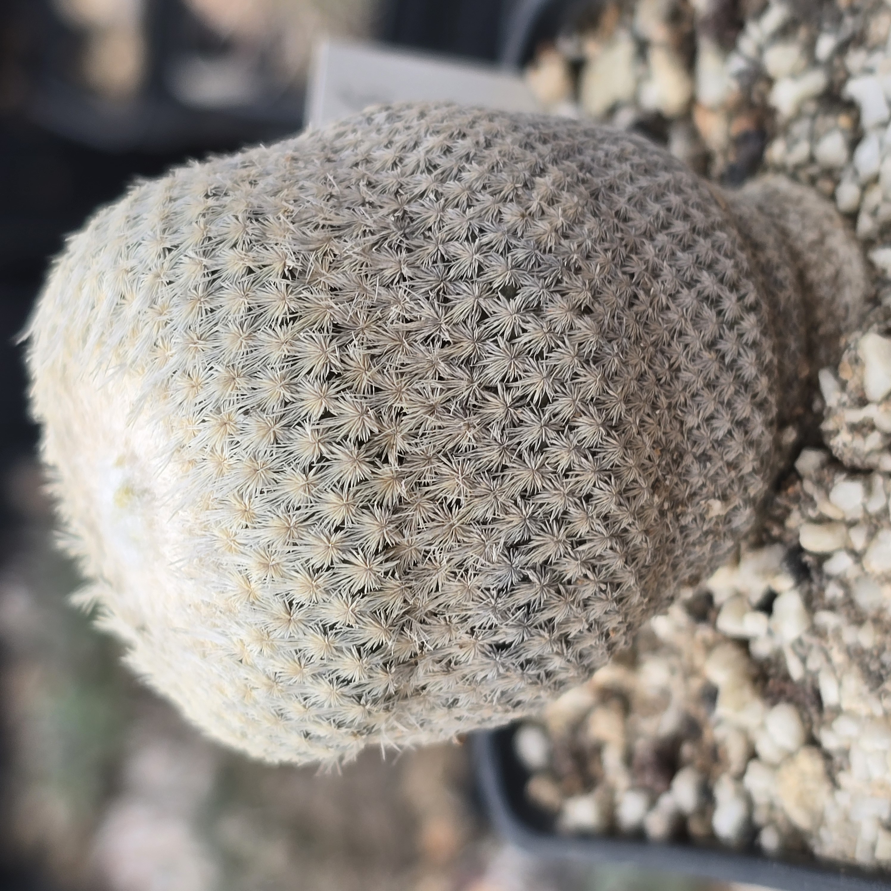 Epithelantha <br>bokei