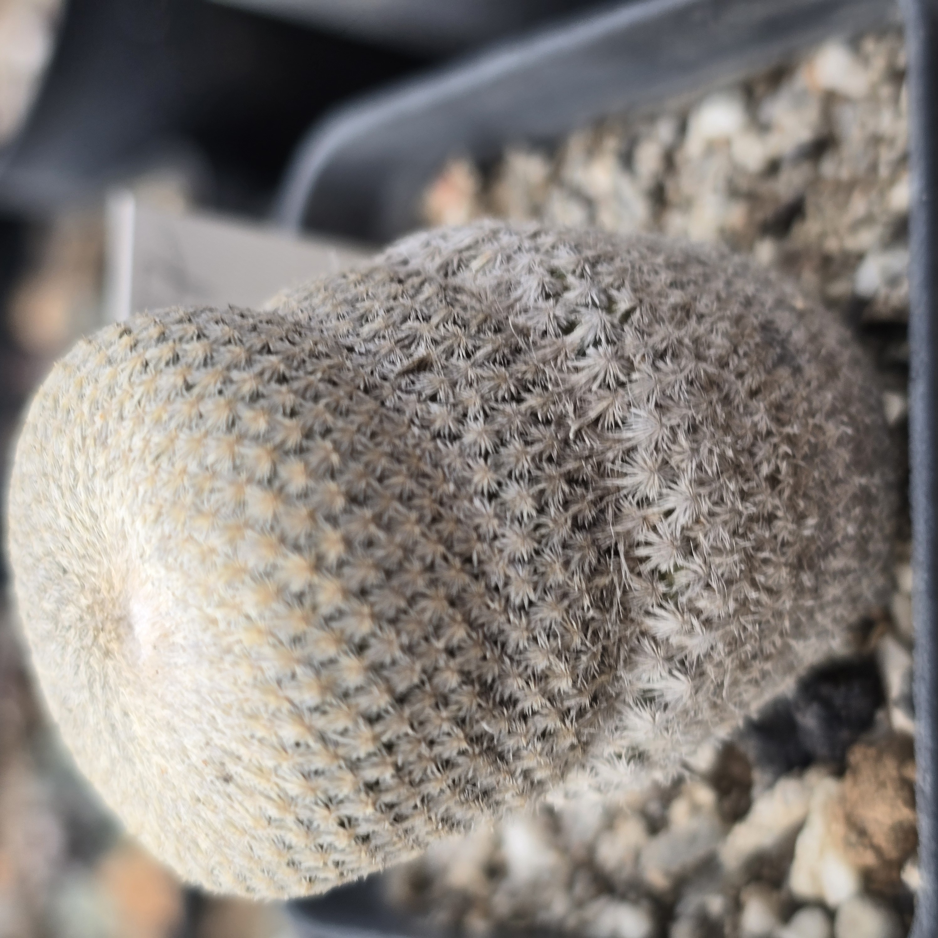 Epithelantha <br>bokei