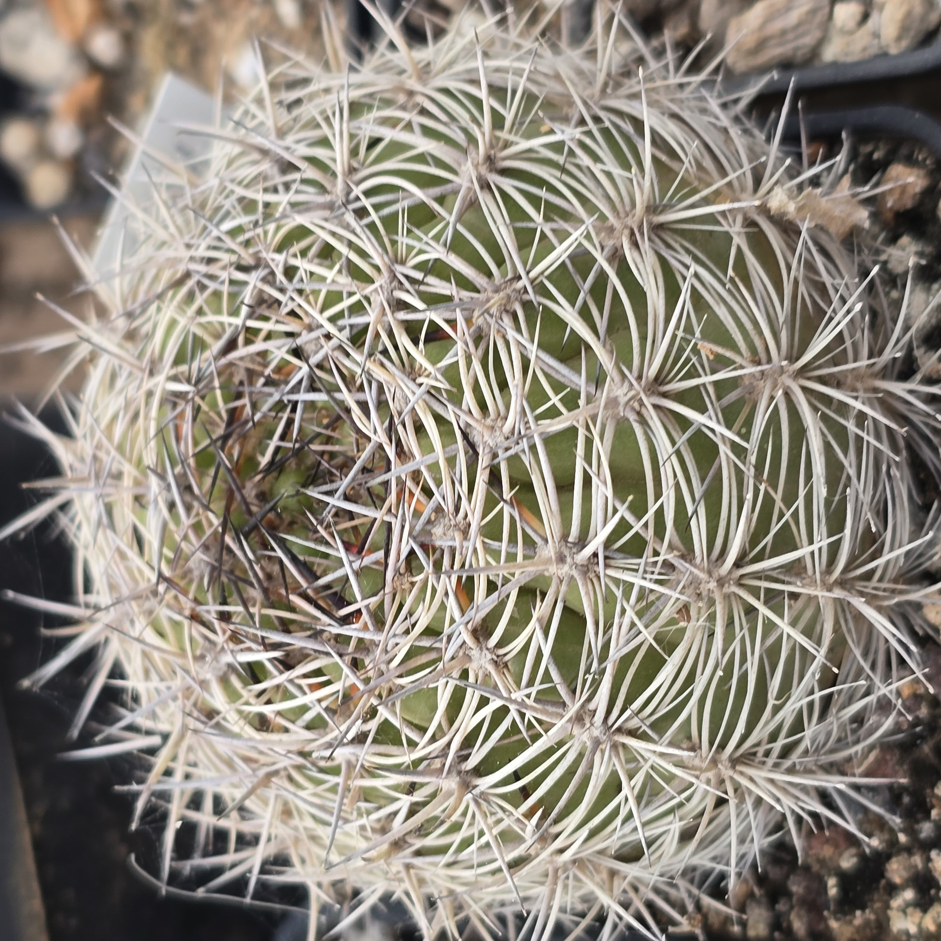 Matucana <br>intertexta