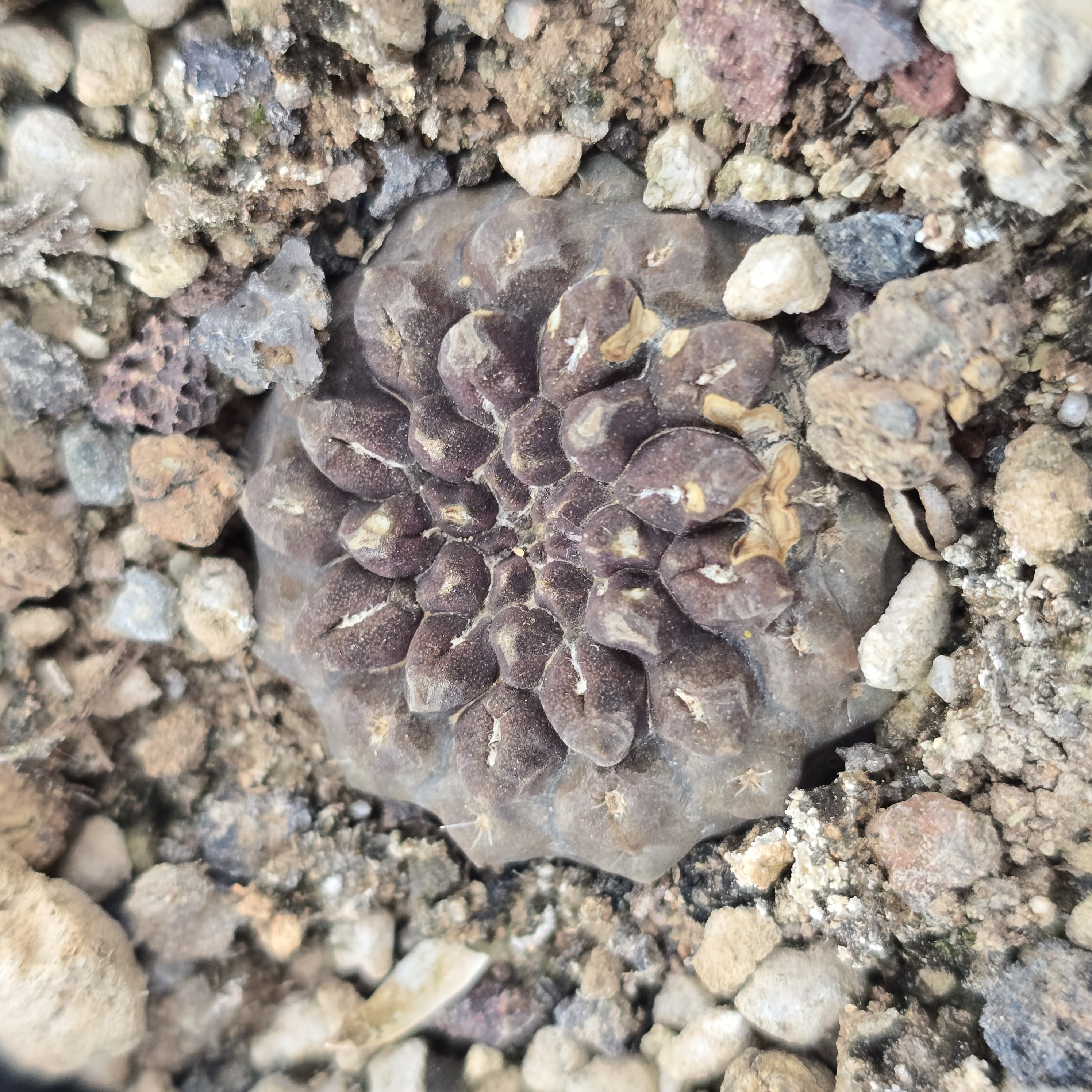 Thelocephala <br>occulta