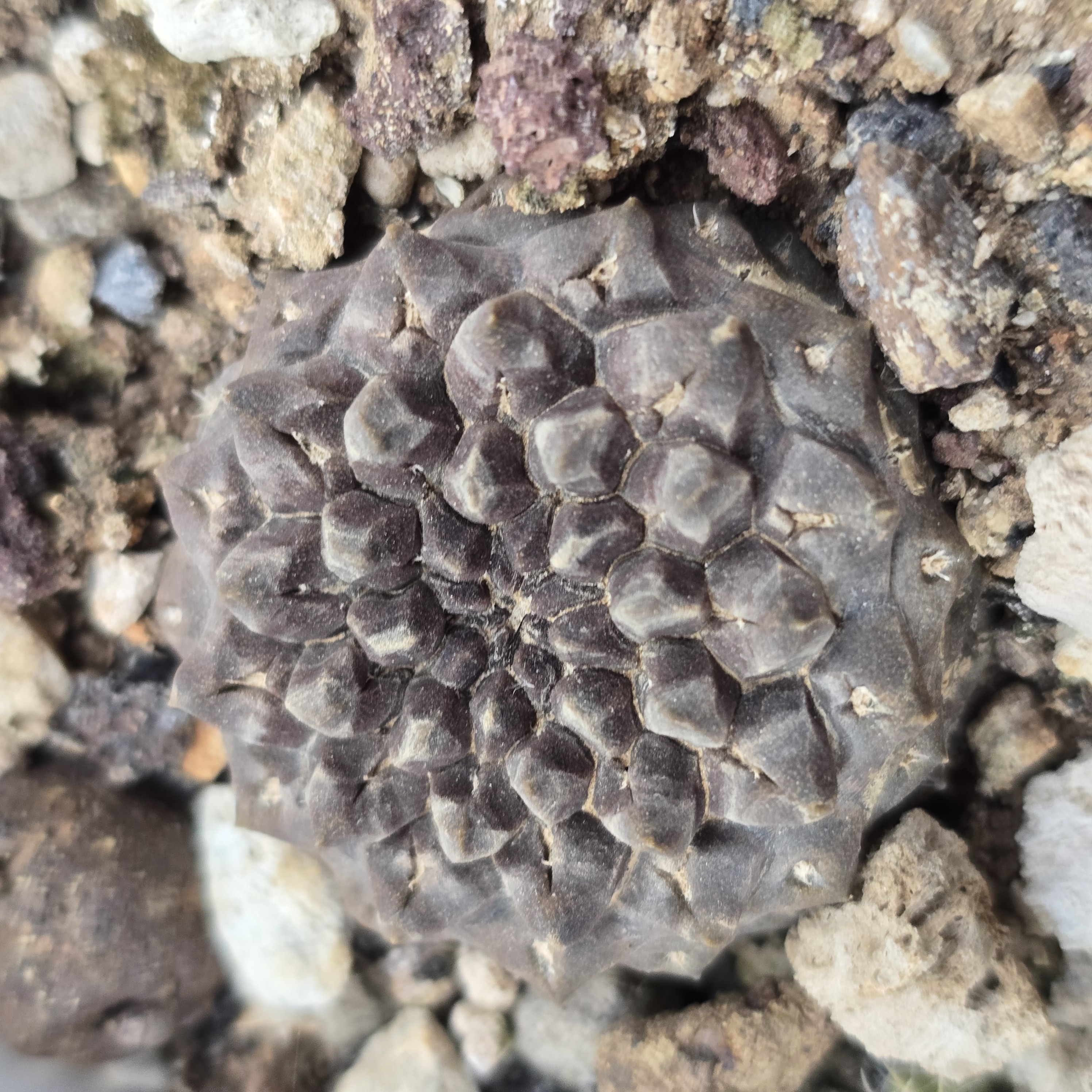 Thelocephala <br>occulta