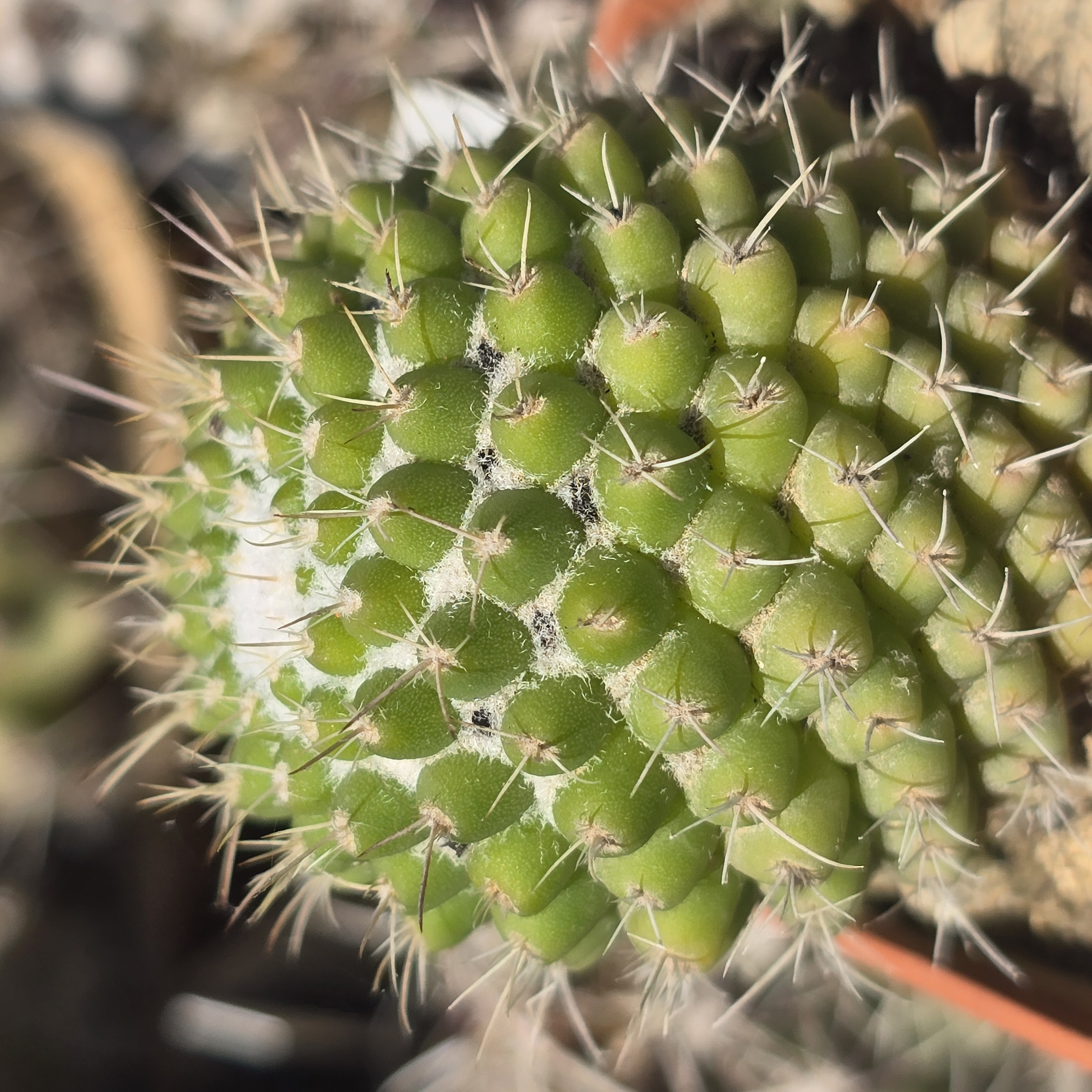 Mammillaria <br>cv. uni pico