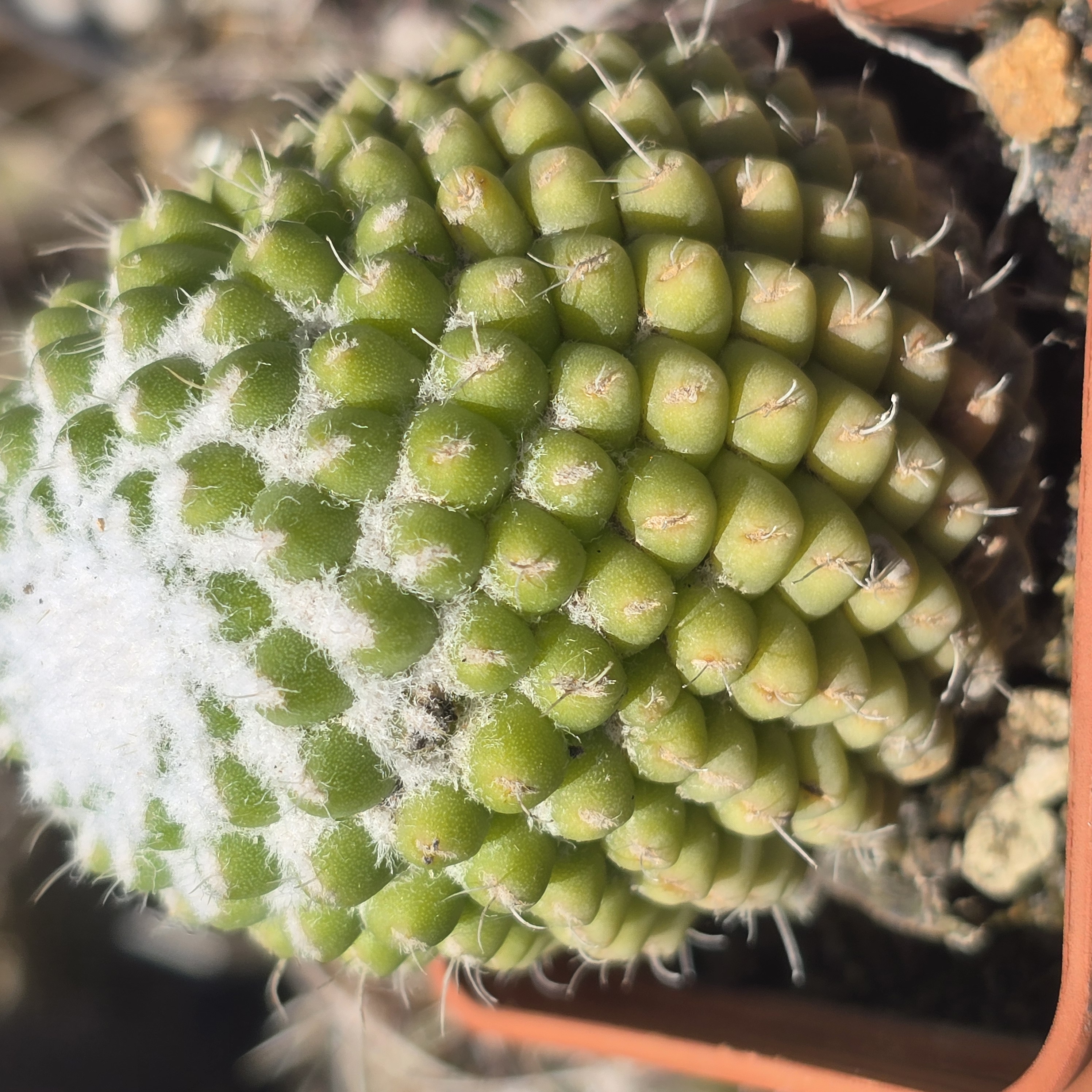 Mammillaria <br>cv. uni pico