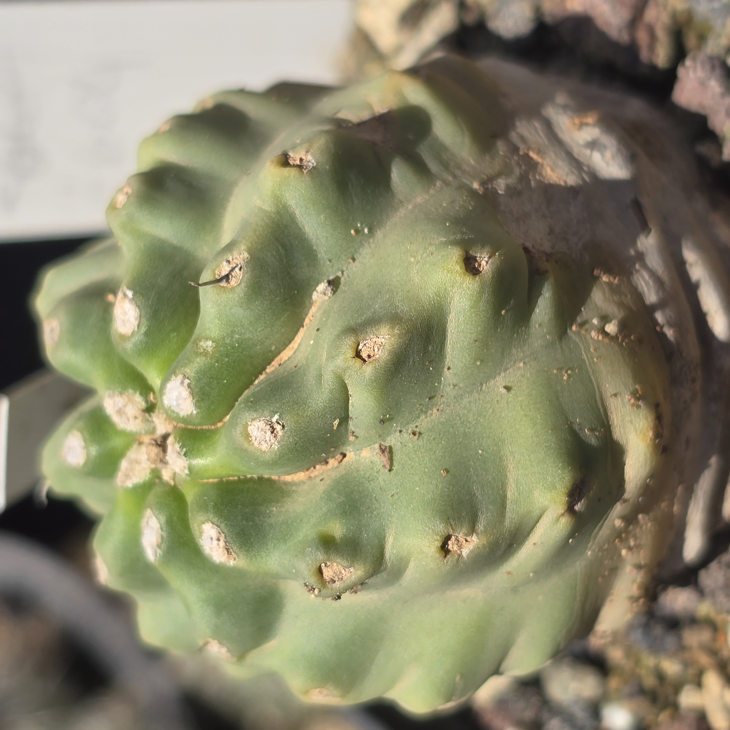 Echinocereus <br>triglochidiatus mohavensis inermis