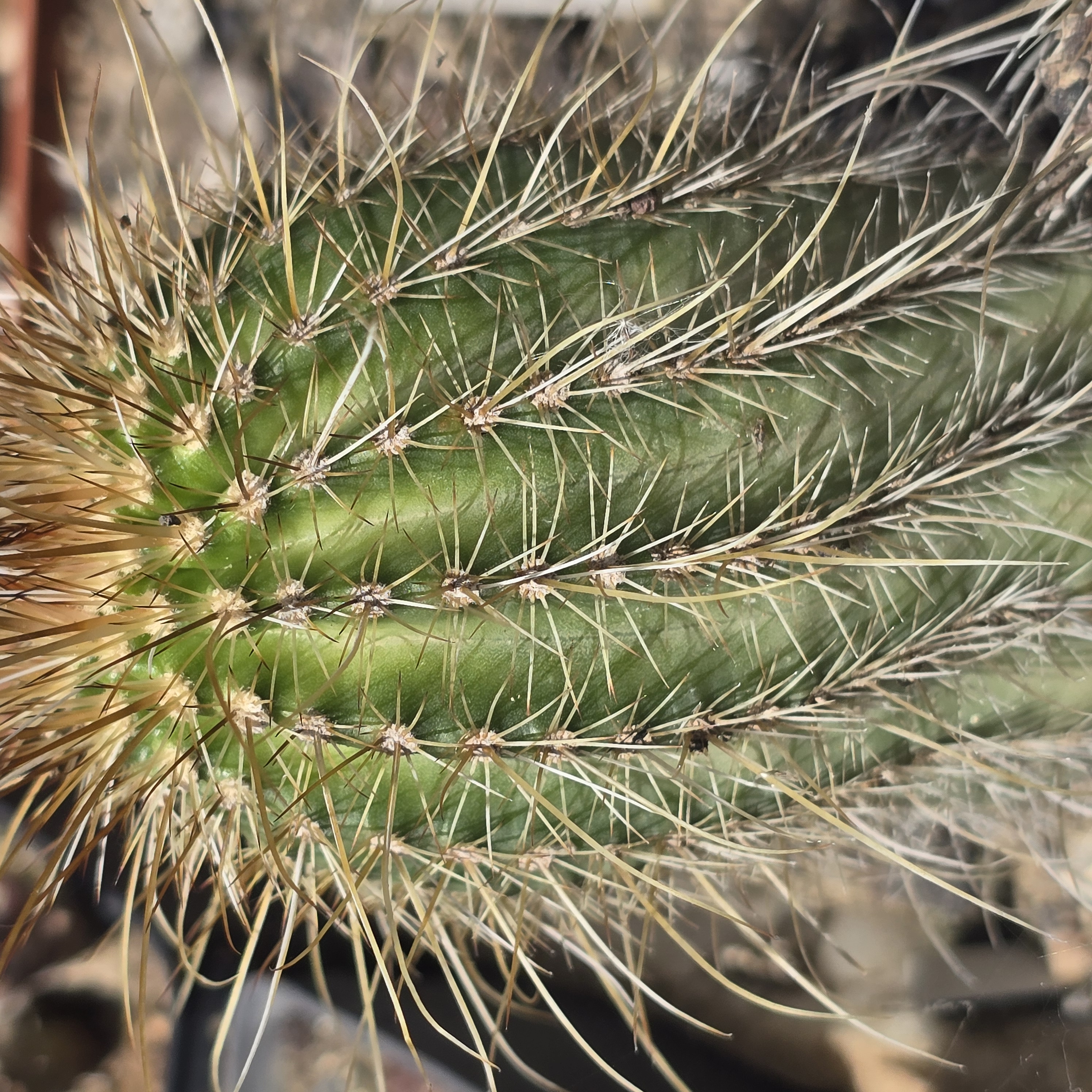 Echinocereus <br>apachensis fma