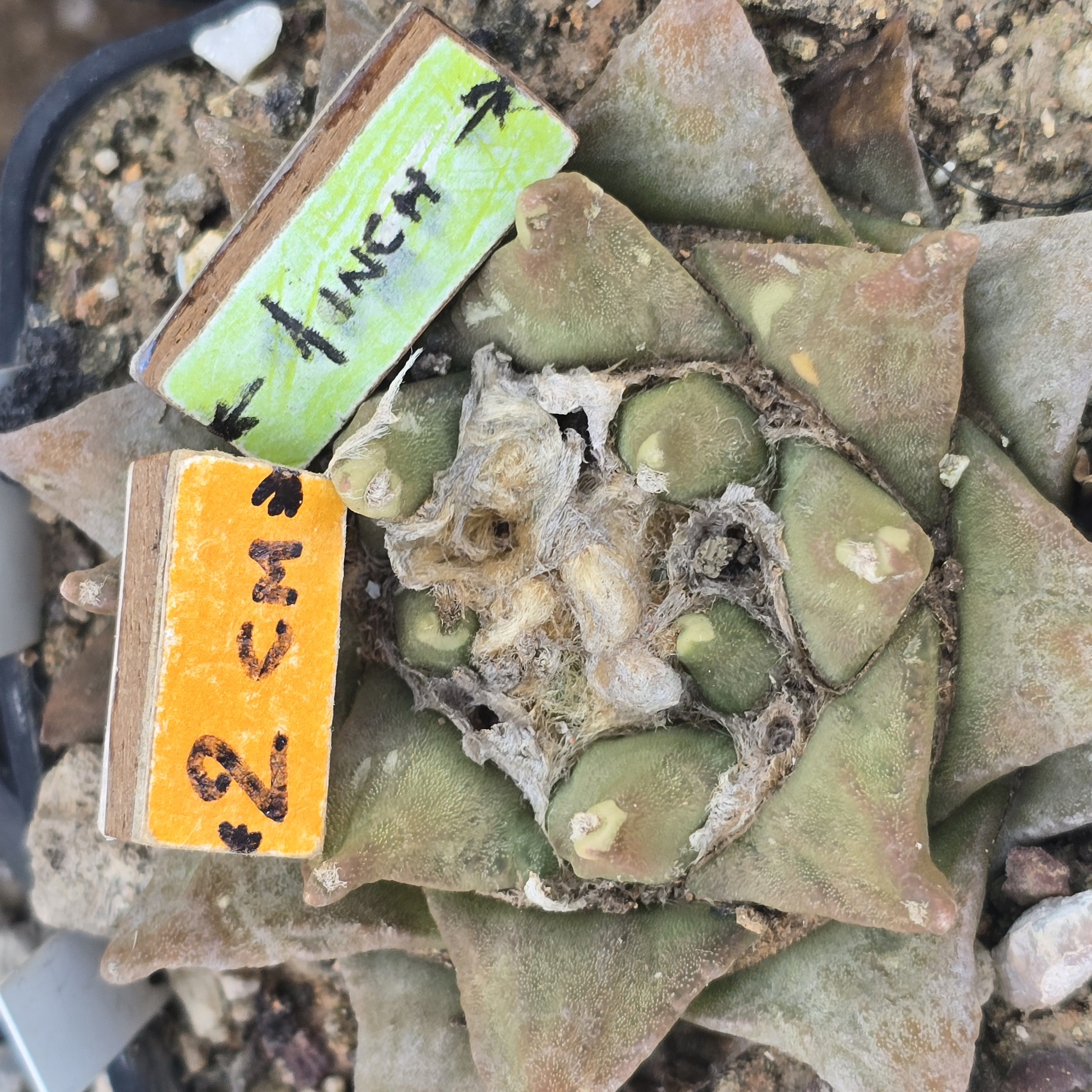 Ariocarpus <br>hybrid f2  furf x scaphirostris