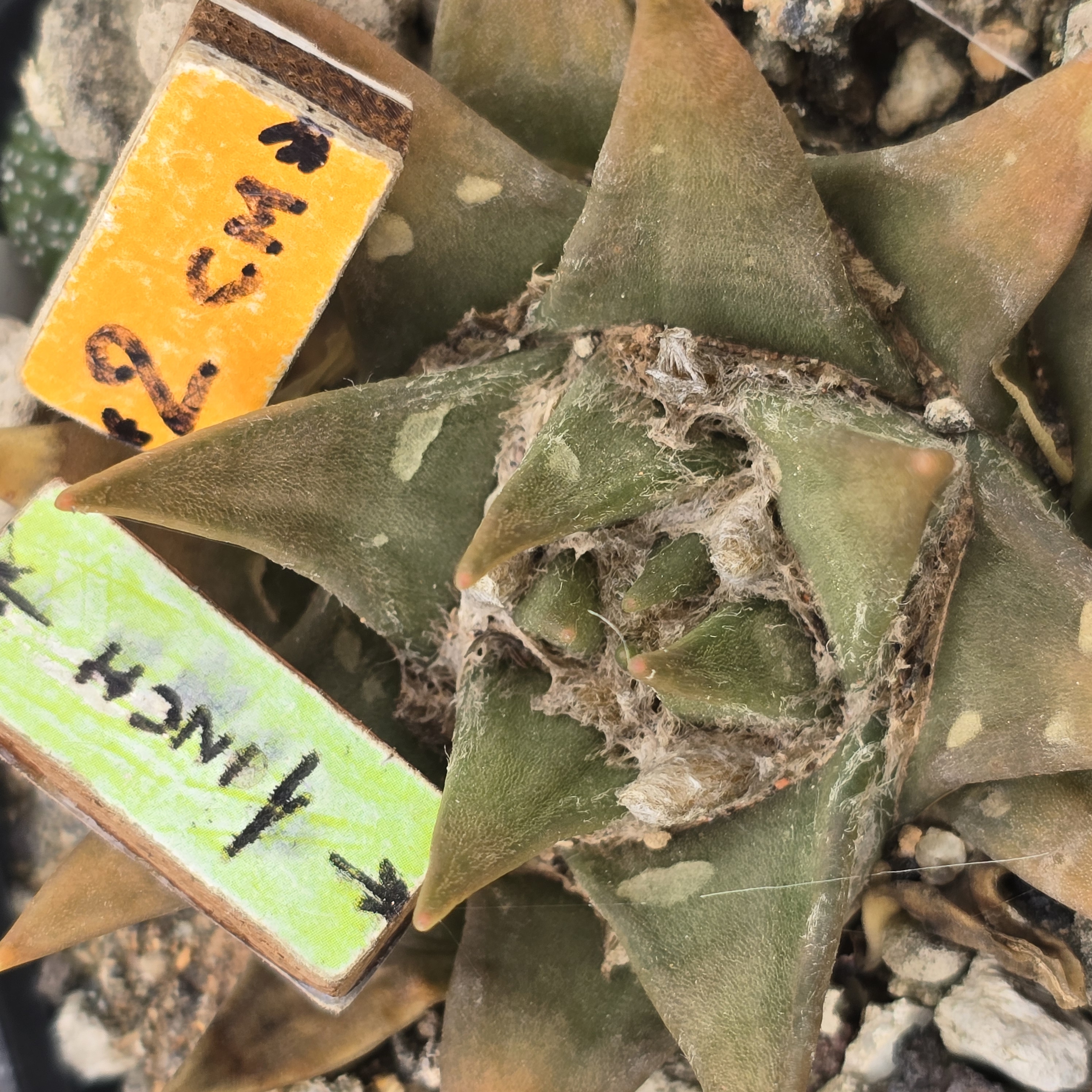 Ariocarpus <br>trigonus