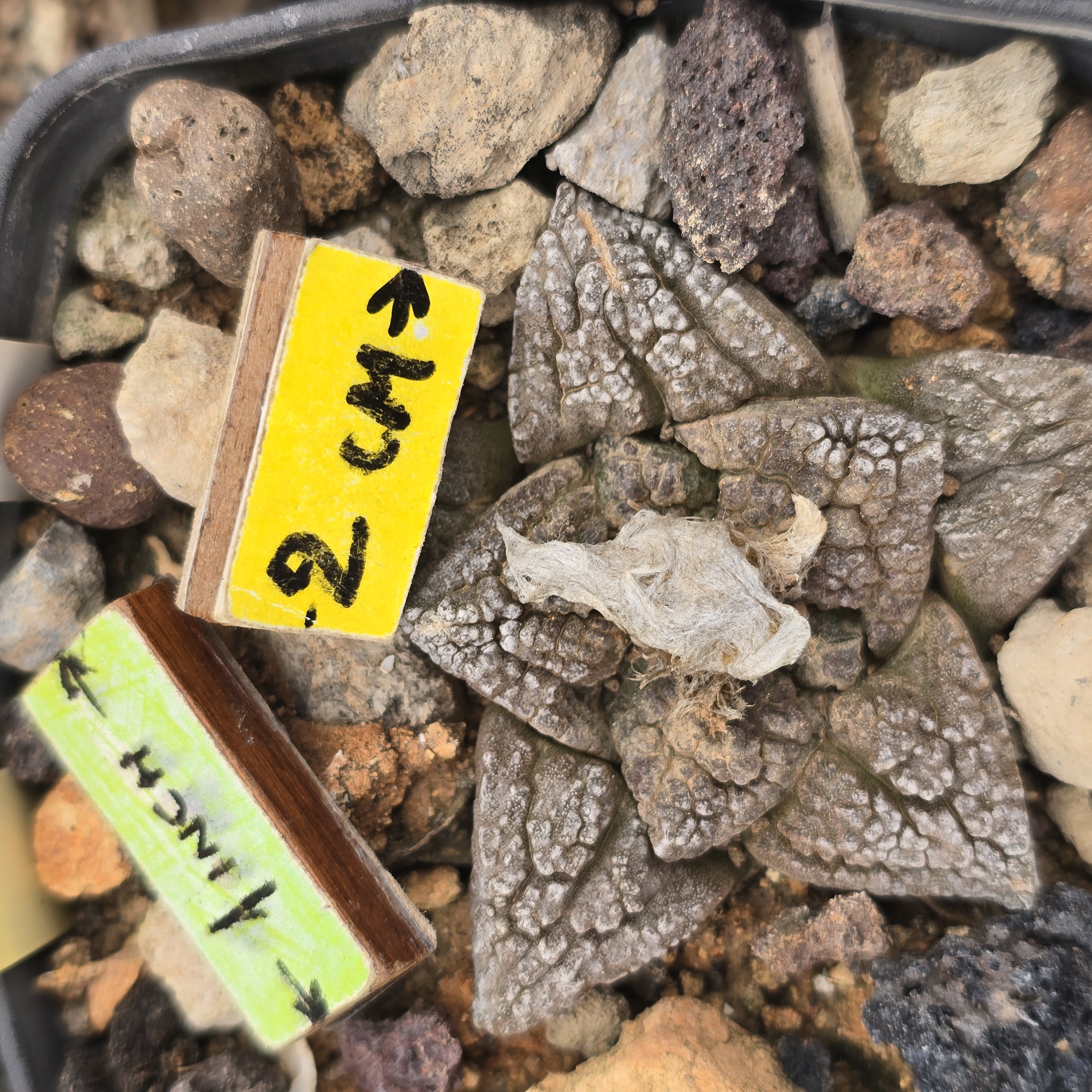 Ariocarpus <br>fissuratus
