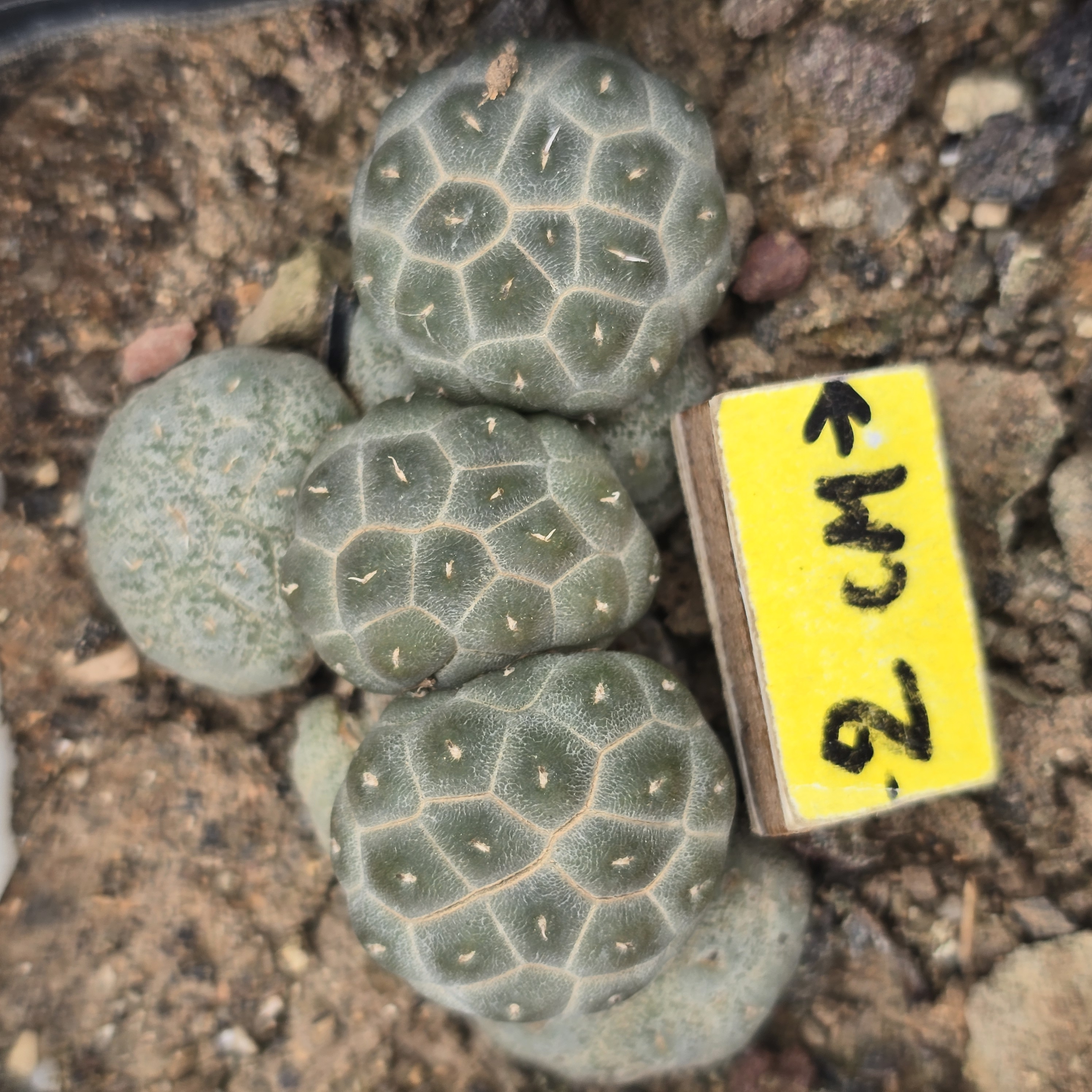 Puna <br>bonnieae 