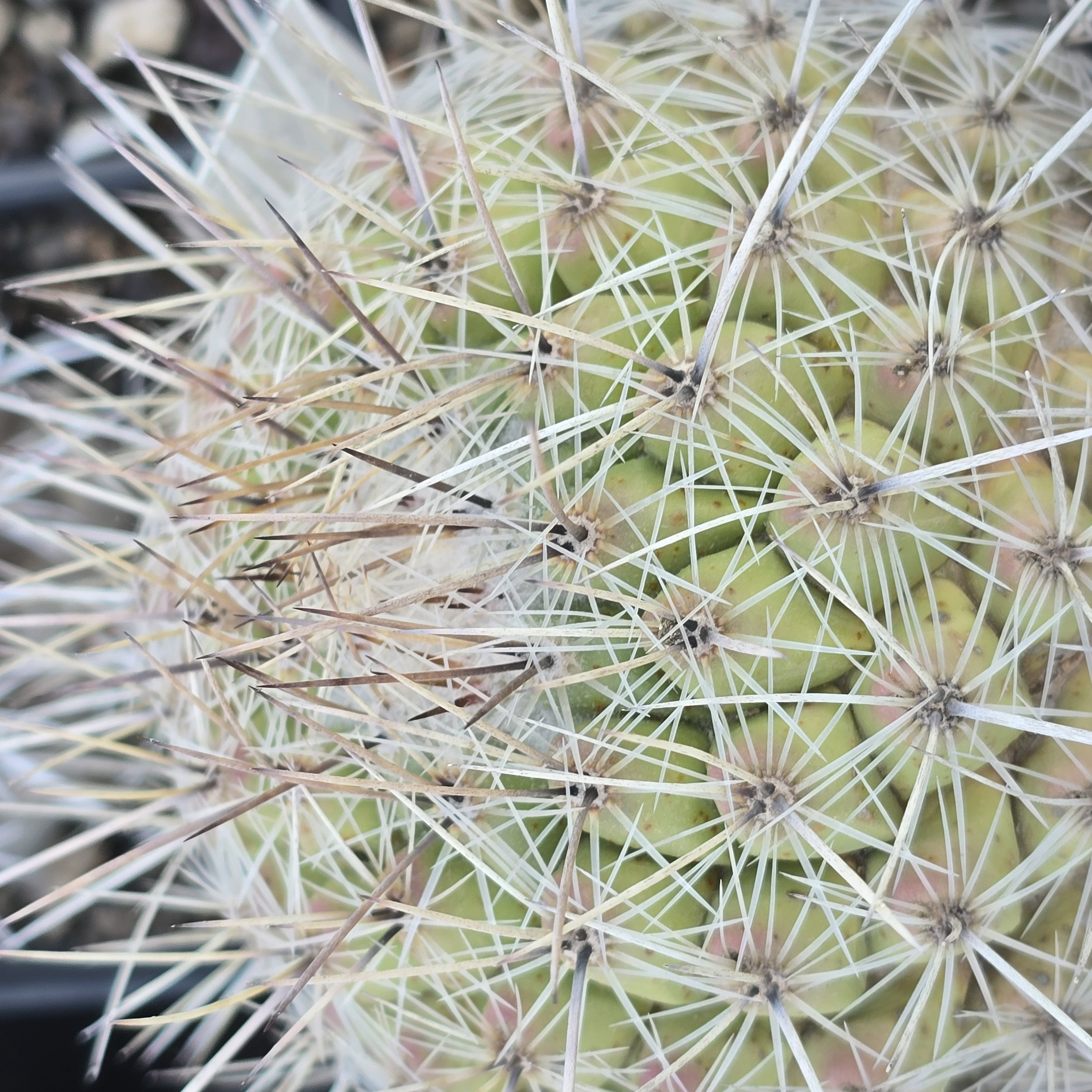 Thelocactus <br>conothelos 