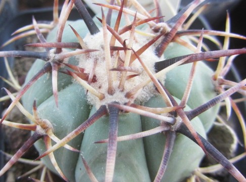 Echinocactus <br>horizonthalonius