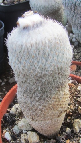 Epithelantha <br>pachyrhiza