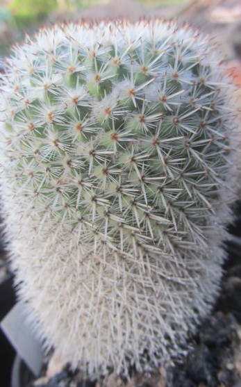 Mammillaria <br>no label