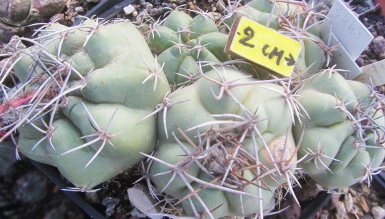 Matucana <br>paucicostata aff? 