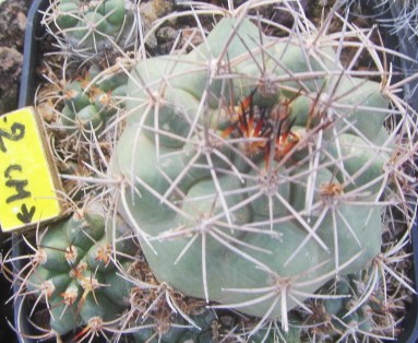 Matucana <br>sp aff paucicostata