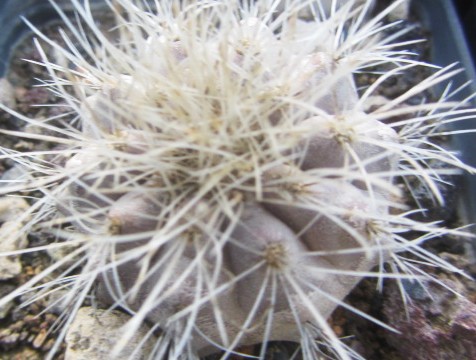 Copiapoa <br>scopulina
