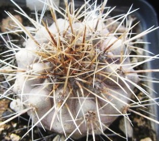 Copiapoa <br>scopulina