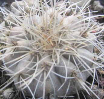 Copiapoa <br>scopulina