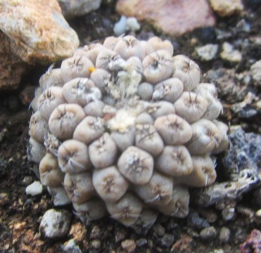 Thelocactus <br>napina 