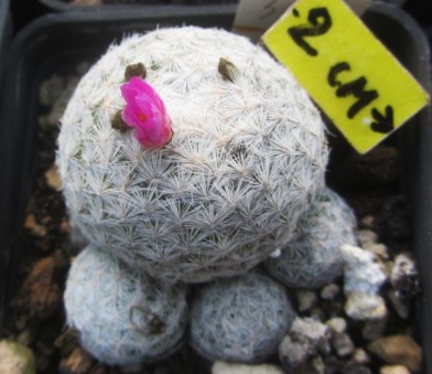 Mammillaria <br>humboldtii