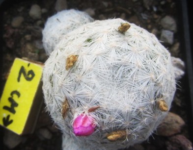 Mammillaria <br>humboldtii