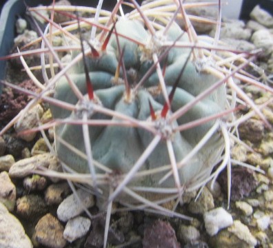 Acanthocalycium <br>thionanthum fma