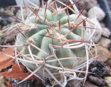 Acanthocalycium <br>thionanthum fma