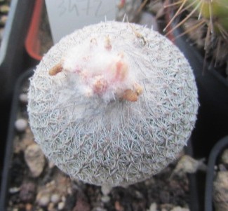 Epithelantha <br>micromeris