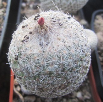 Epithelantha <br>micromeris