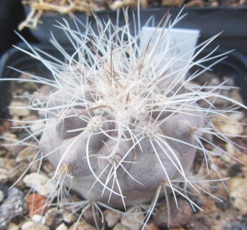 Copiapoa <br>scopulina