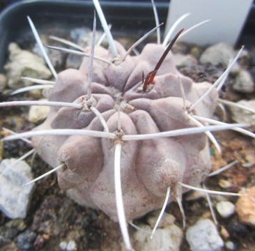 Copiapoa <br>fiedleriana
