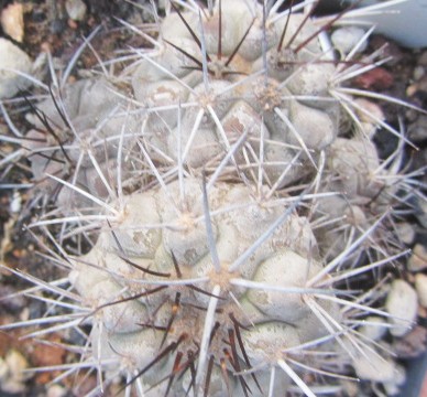 Copiapoa <br>