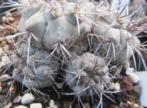 Copiapoa <br>