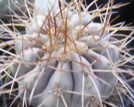 Copiapoa <br>haseltoniana gigantea