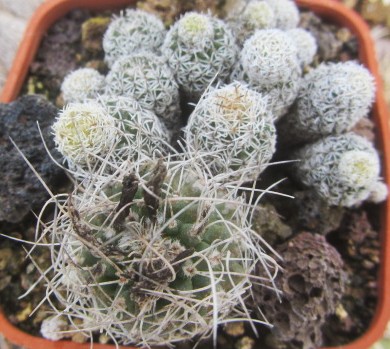 Turbinicarpus <br>krainzianus minimus