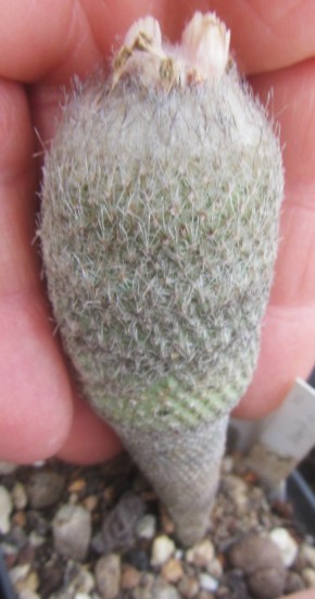 Epithelantha <br>pachyrhiza