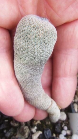 Epithelantha <br>pachyrhiza